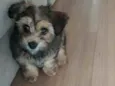 Buddy
