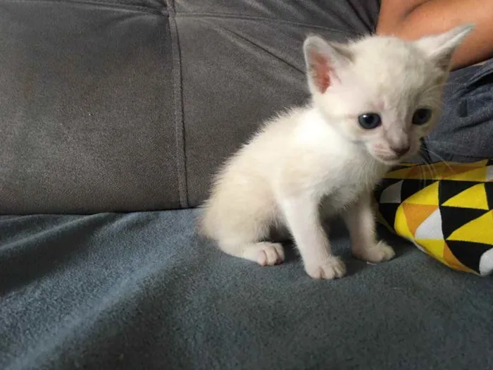 Gato ra a Não sei  idade 2 a 6 meses nome Mel 