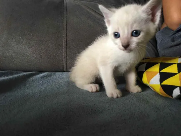 Gato ra a Não sei  idade 2 a 6 meses nome Mel 