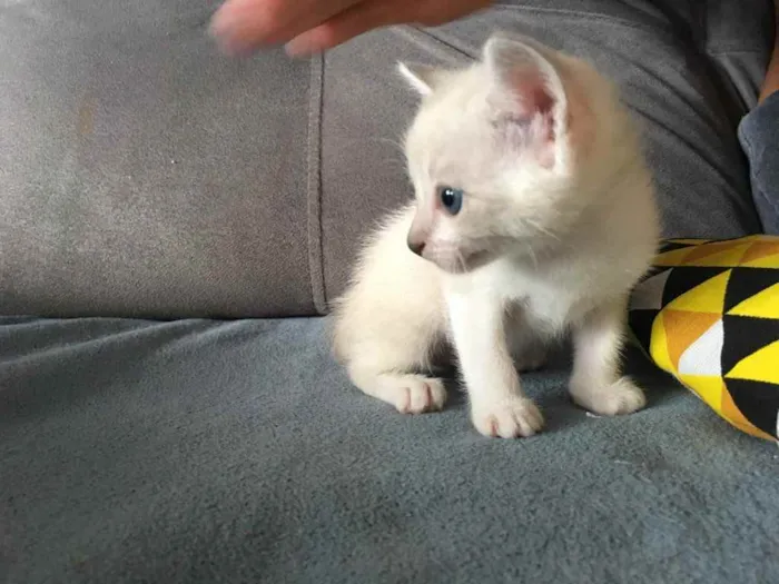 Gato ra a Não sei  idade 2 a 6 meses nome Mel 