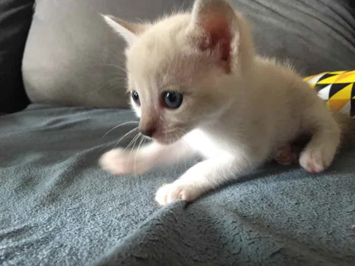 Gato ra a Não sei  idade 2 a 6 meses nome Mel 