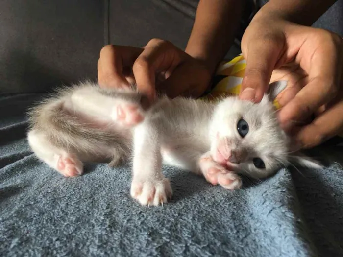 Gato ra a Não sei  idade 2 a 6 meses nome Mel 