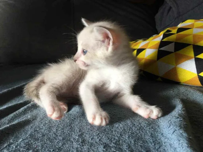 Gato ra a Não sei  idade 2 a 6 meses nome Mel 