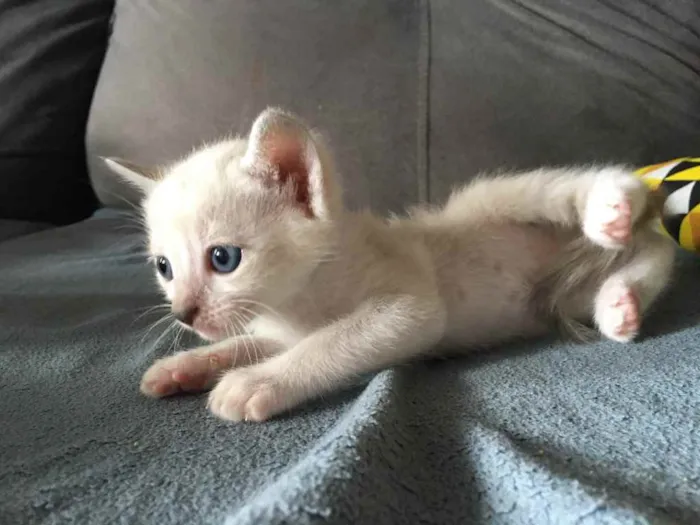 Gato ra a Não sei  idade 2 a 6 meses nome Mel 