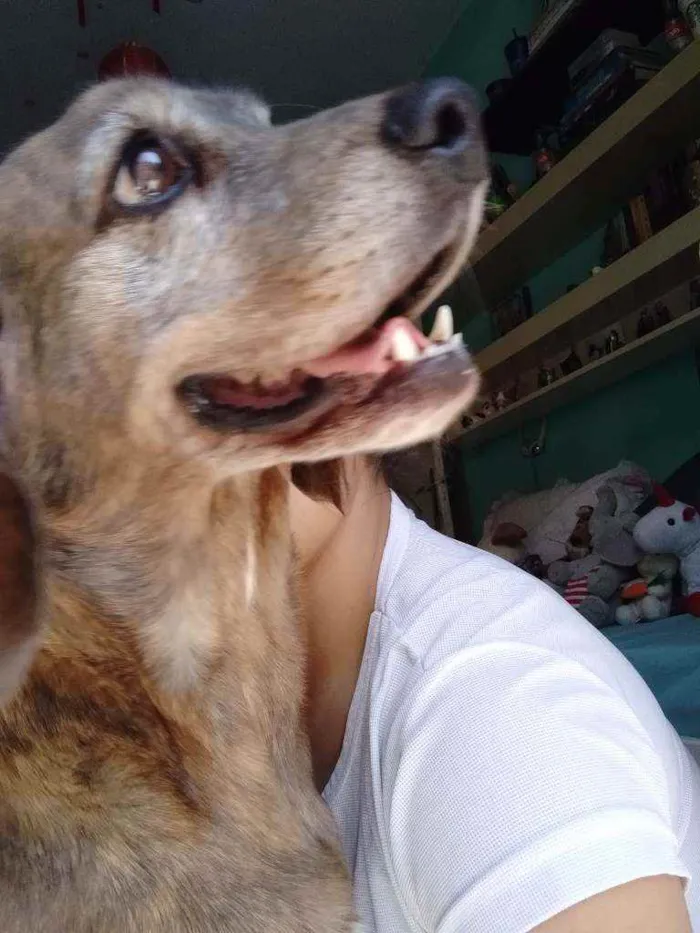 Cachorro raça Beagle misturado com Cooker idade 3 anos nome Mike