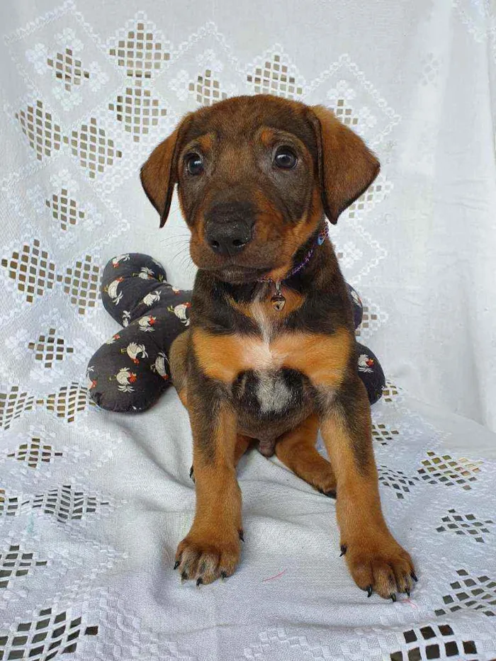 Cachorro ra a SRD idade Abaixo de 2 meses nome JOEY