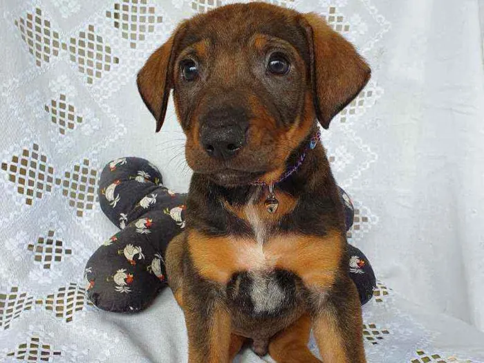 Cachorro ra a SRD idade Abaixo de 2 meses nome JOEY