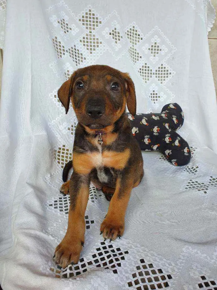 Cachorro ra a SRD idade Abaixo de 2 meses nome JOEY