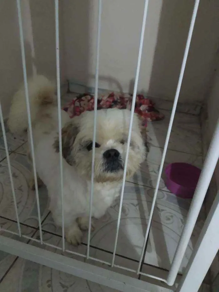 Cachorro raça Shitzui idade 5 anos nome Nino
