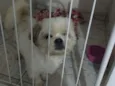 Cachorro raça Shitzui idade 5 anos nome Nino