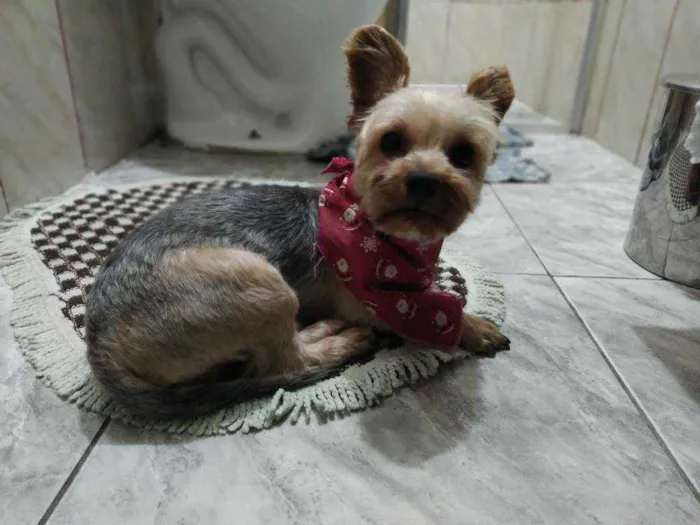 Cachorro raça Yorkshire idade 3 anos nome Bruce