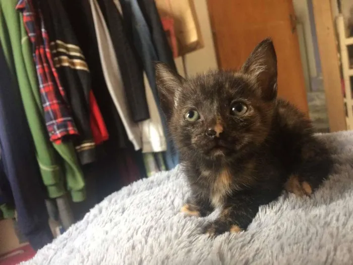 Gato ra a SRD-ViraLata idade 2 a 6 meses nome sem nome
