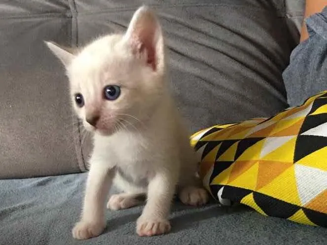 Gato ra a Não sei  idade 2 a 6 meses nome Mel 