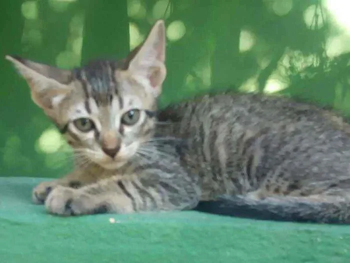 Gato raça  rajado e tricolor idade 7 a 11 meses nome Junior