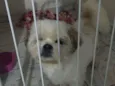 Cachorro raça Shitzui idade 5 anos nome Nino