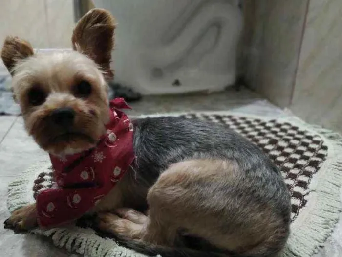 Cachorro raça Yorkshire idade 3 anos nome Bruce