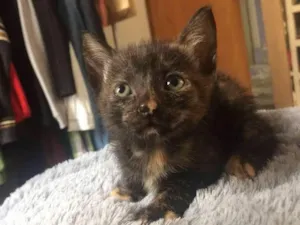 Gato raça SRD-ViraLata idade 2 a 6 meses nome sem nome