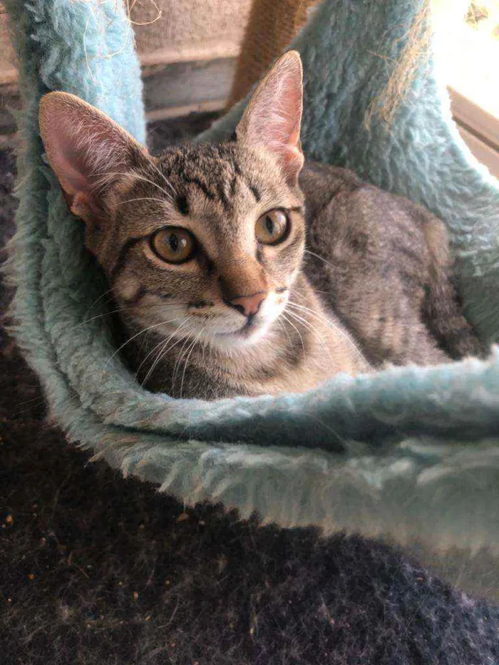 Gato raça Felino idade 2 a 6 meses nome Ananda