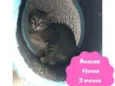 Gato raça Felino idade 2 a 6 meses nome Ananda
