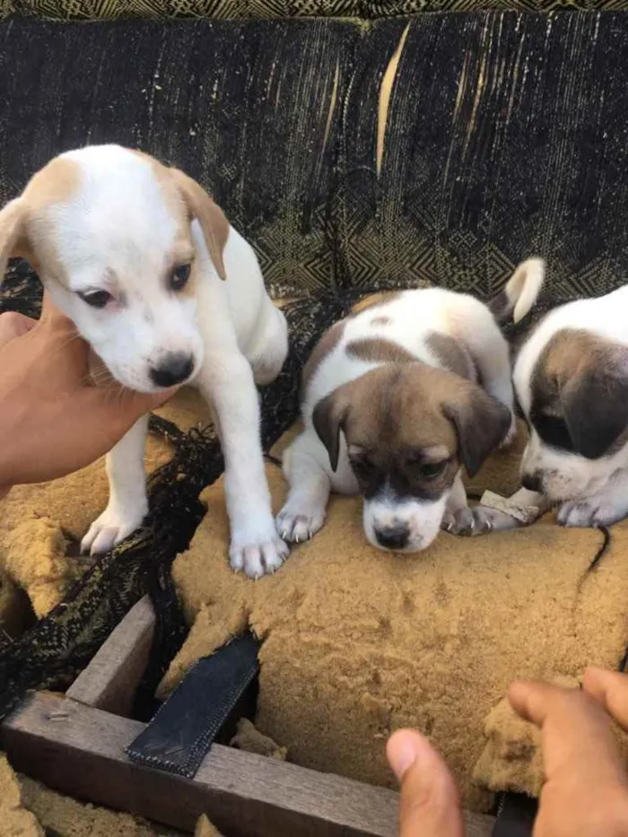 Cachorro ra a Mista idade Abaixo de 2 meses nome Pits, Aurora, Abele