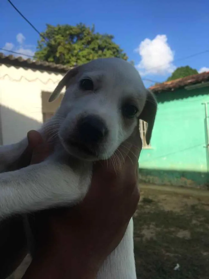Cachorro ra a Mista idade Abaixo de 2 meses nome Pits, Aurora, Abele