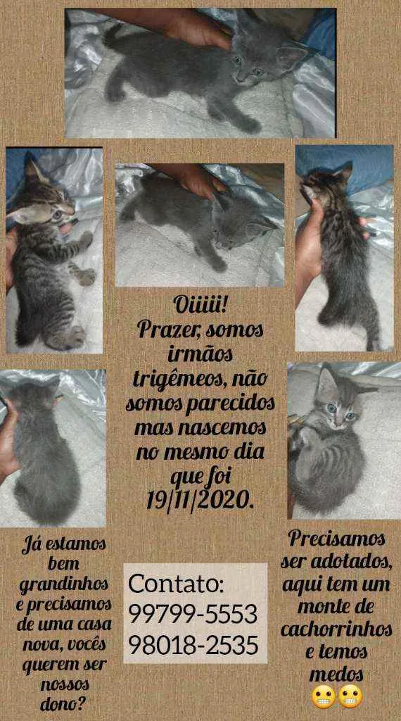 Gato ra a Vira lata idade 2 a 6 meses nome Indefinido 