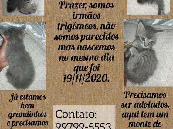 Gato ra a Vira lata idade 2 a 6 meses nome Indefinido 