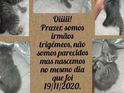 Gato ra a Vira lata idade 2 a 6 meses nome Indefinido 