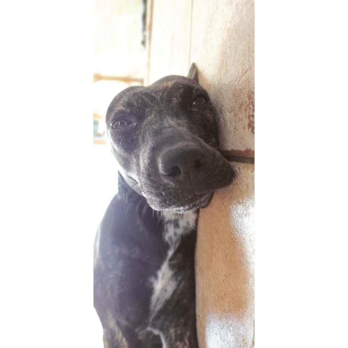 Cachorro ra a Vira lata idade 1 ano nome Orelha