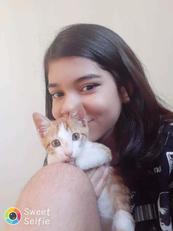 Gato raça Mista idade 2 a 6 meses nome Nicolau 