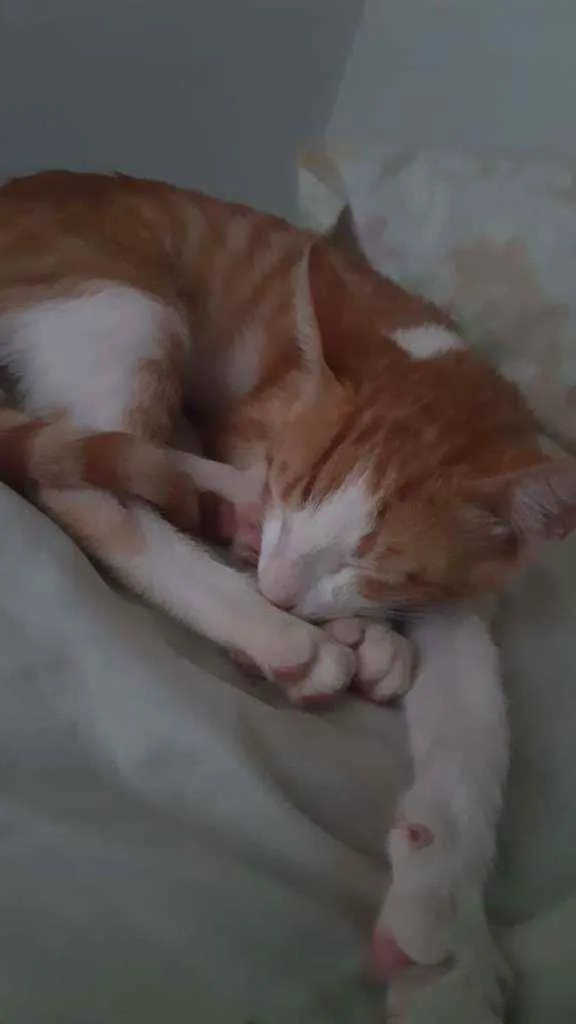 Gato raça Mista idade 2 a 6 meses nome Nicolau 