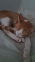 Nicolau