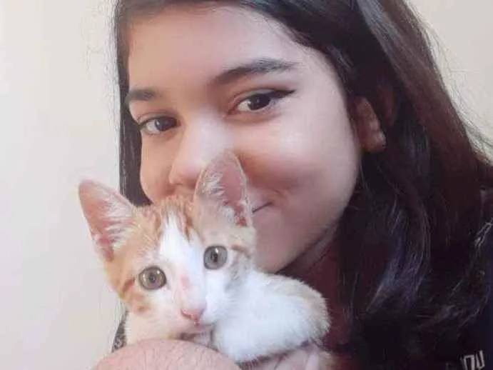 Gato raça Mista idade 2 a 6 meses nome Nicolau 