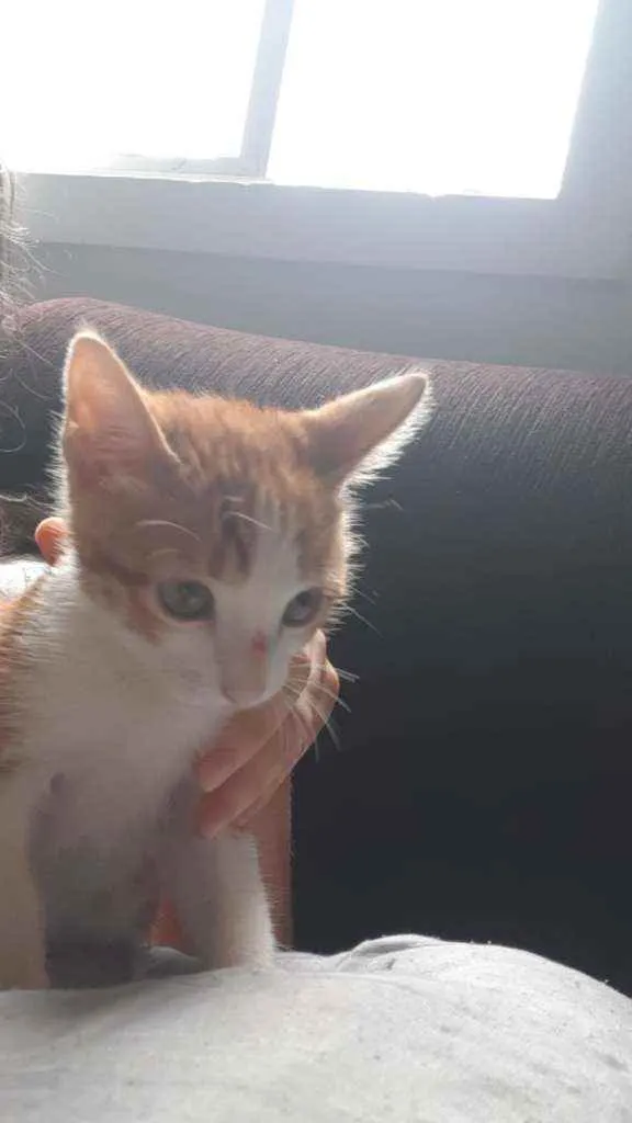 Gato raça Mista idade 2 a 6 meses nome Nicolau 