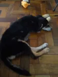 Nescau