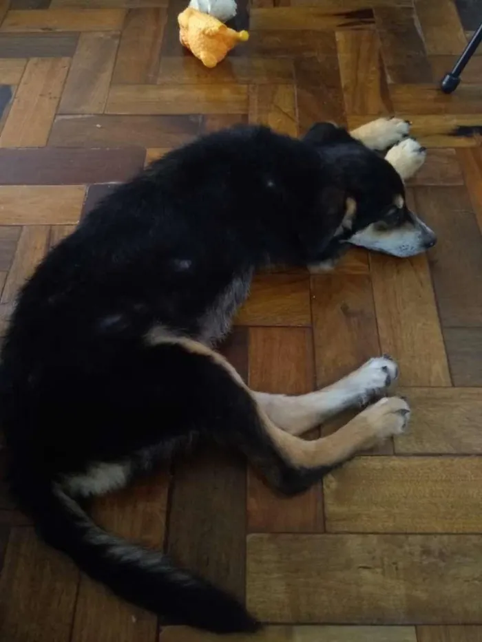 Cachorro ra a desconhecida idade 2 a 6 meses nome Nescau