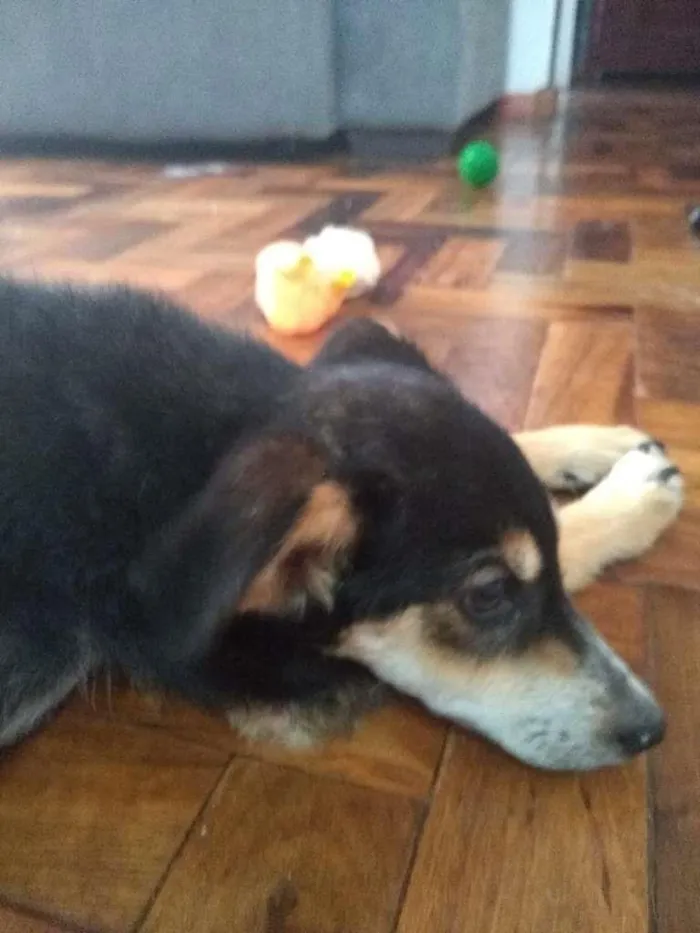 Cachorro ra a desconhecida idade 2 a 6 meses nome Nescau