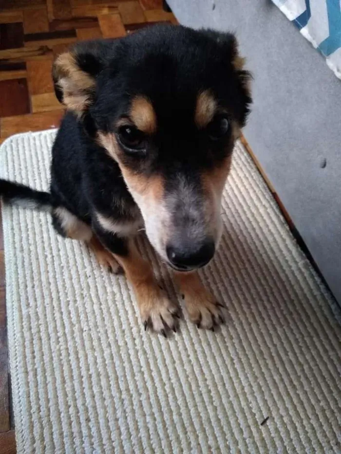 Cachorro ra a desconhecida idade 2 a 6 meses nome Nescau