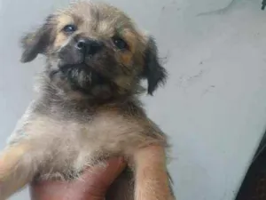 Cachorro raça Srd idade Abaixo de 2 meses nome Prana