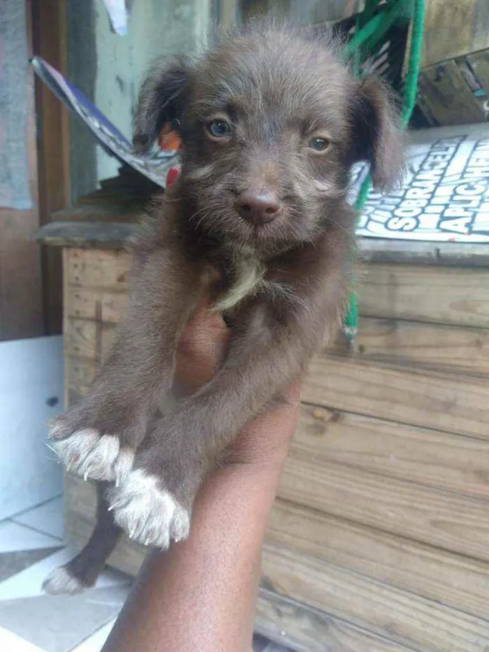 Cachorro raça Srd idade Abaixo de 2 meses nome Shiva