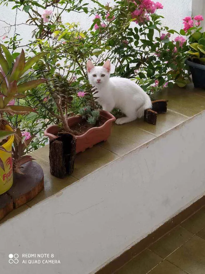 Gato raça  idade 2 a 6 meses nome Flechi