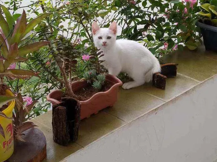 Gato raça  idade 2 a 6 meses nome Flechi