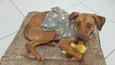 Cachorro raça SRD idade 7 a 11 meses nome Mel