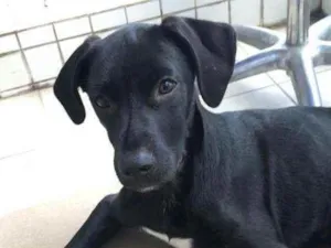 Cachorro raça SRD idade  nome Bono