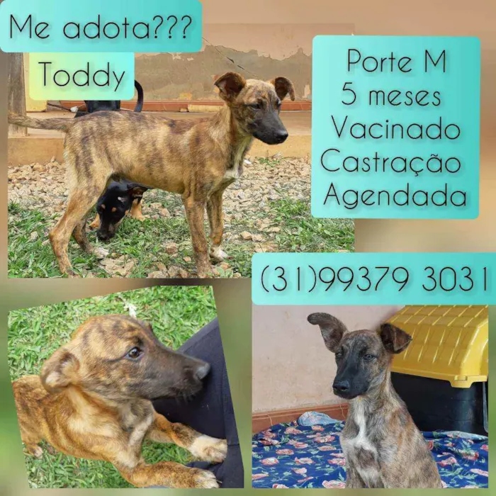Cachorro raça SRD idade 2 a 6 meses nome Toddy