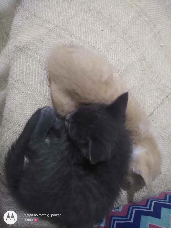 Gato ra a Srd idade 1 ano nome Mirella