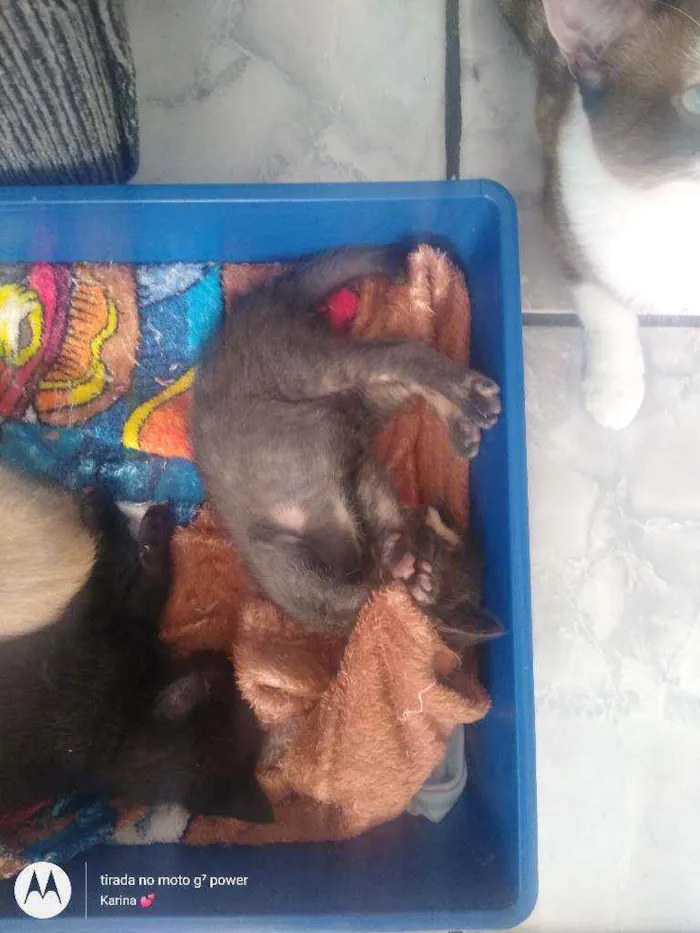 Gato ra a Srd idade 1 ano nome Mirella