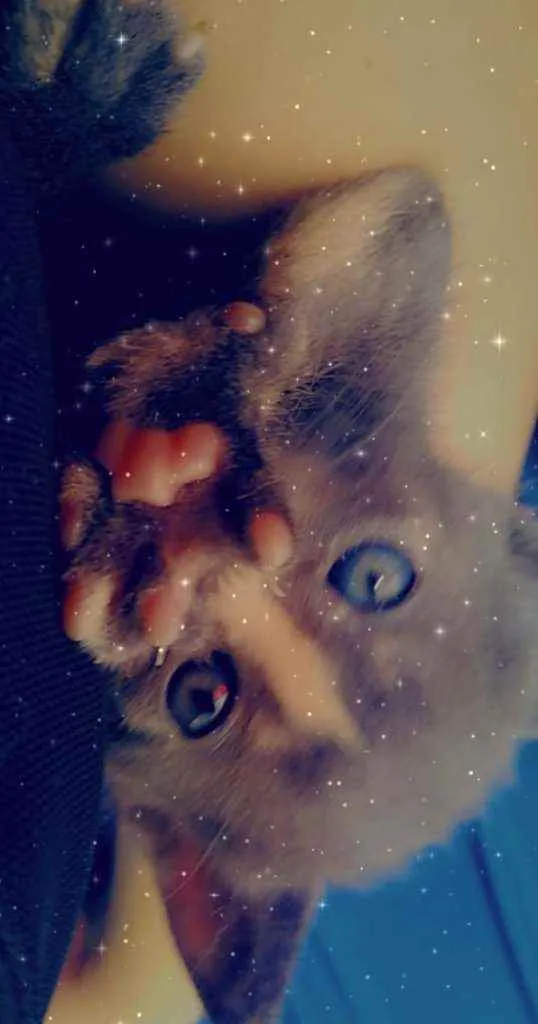 Gato ra a Srd idade 1 ano nome Mirella
