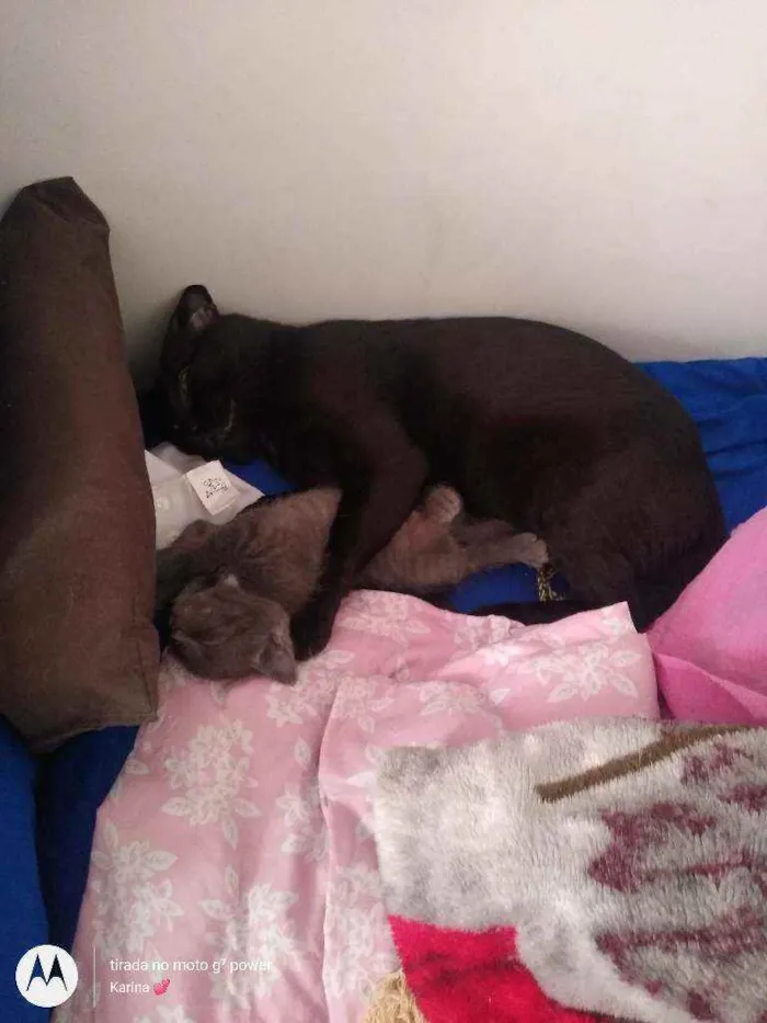 Gato ra a Srd idade 1 ano nome Mirella