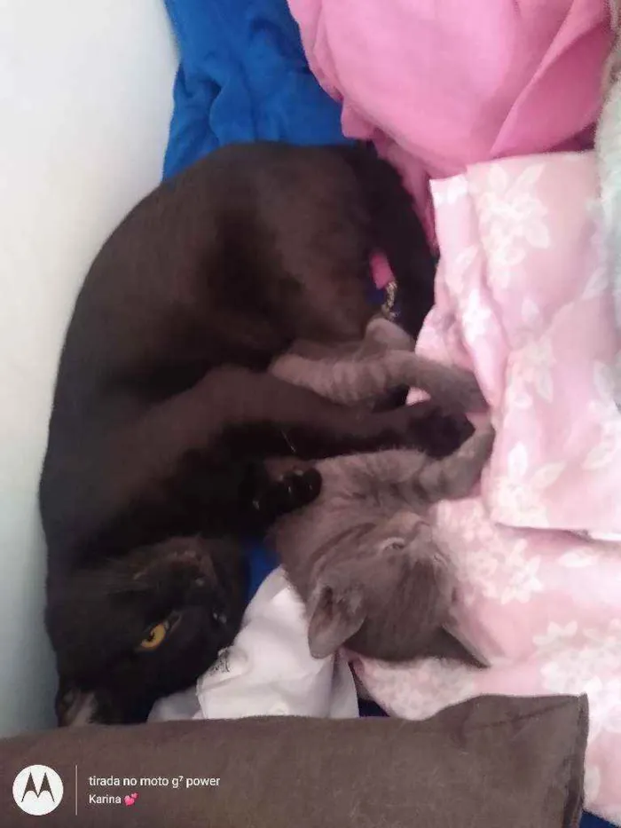 Gato ra a Srd idade 1 ano nome Mirella